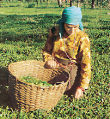 पालमपुर : हिमाचल का चाय बागान 