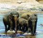 हाथी, श्रीलंका का साथी